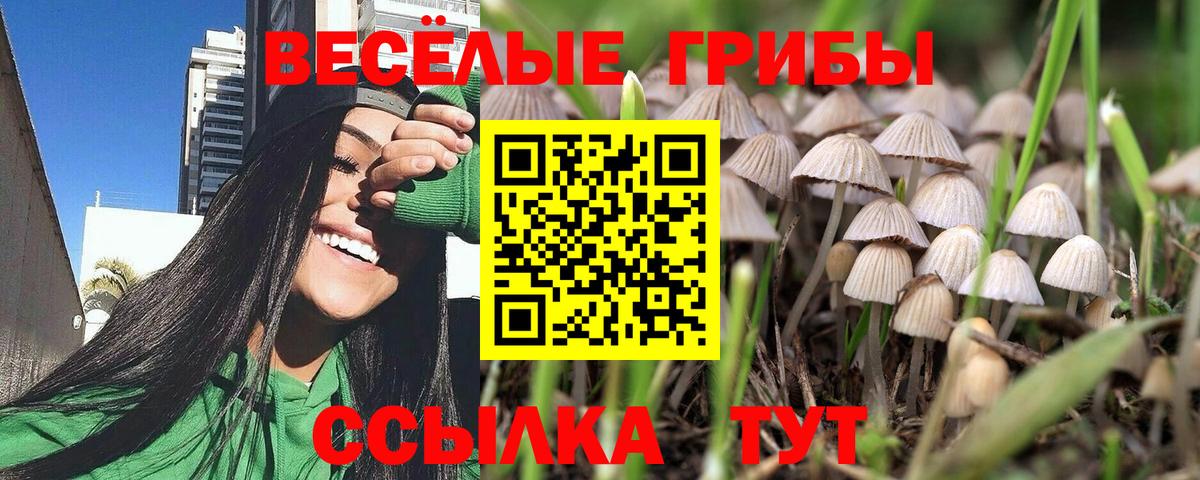 Псилоцибиновые грибы Psilocybine cubensis Северск
